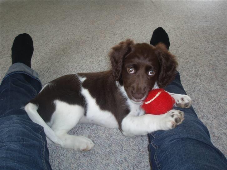 Kleiner münsterländer Sille billede 13