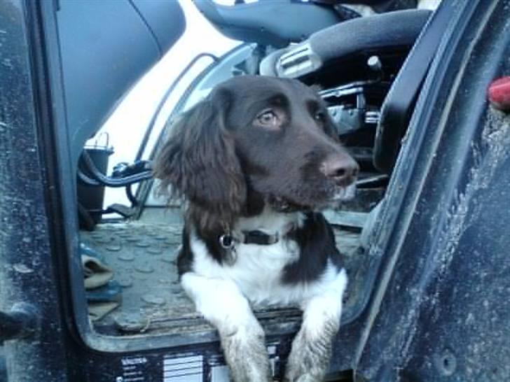 Kleiner münsterländer Sille billede 14