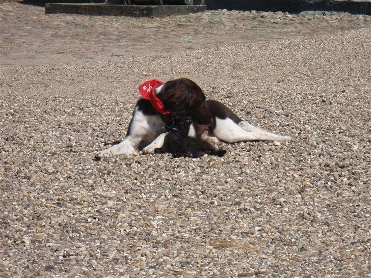 Kleiner münsterländer Sille billede 15
