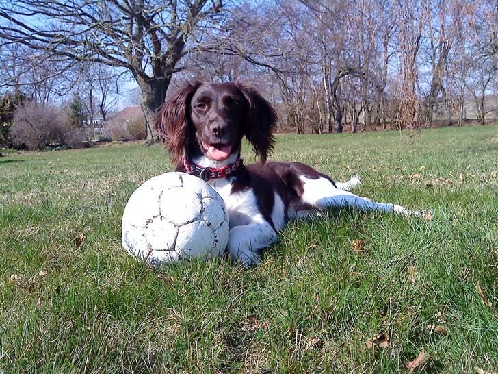 Kleiner münsterländer Sille billede 16