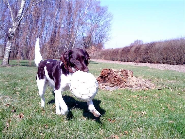 Kleiner münsterländer Sille billede 17