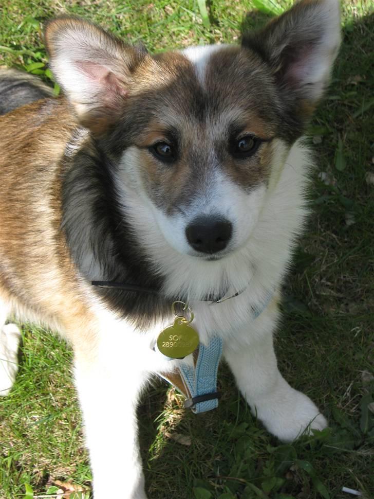 Islandsk fårehund Sofie billede 9