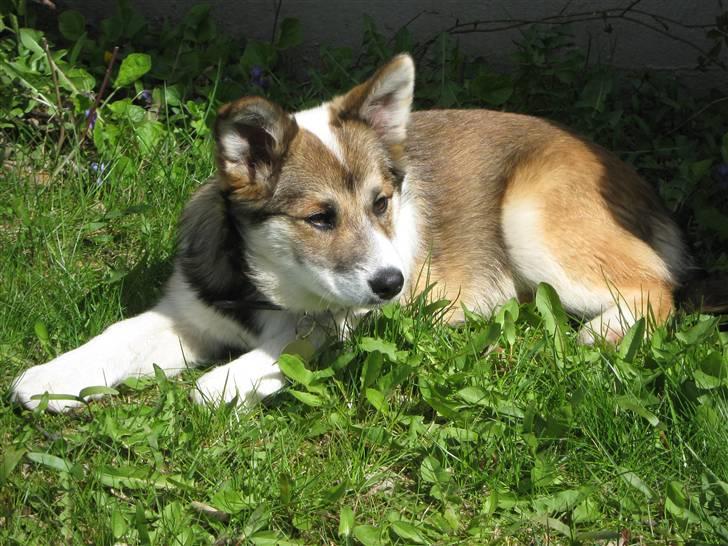 Islandsk fårehund Sofie billede 10