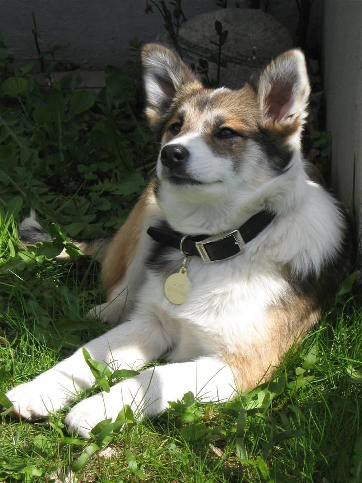 Islandsk fårehund Sofie - Jeg tager lige en slapper i skyggen. billede 12