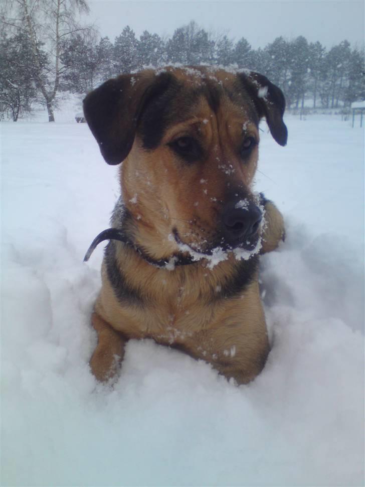 Blanding af racer Jamie <3 R.I.P min smukke pige<3 billede 18