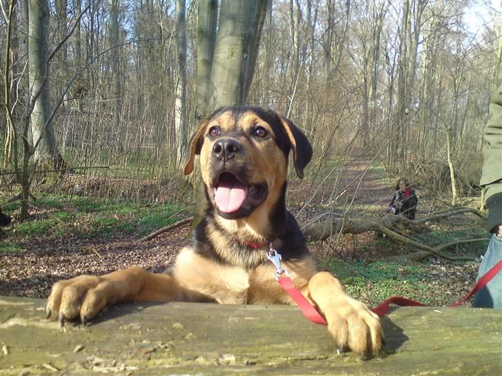 Blanding af racer Jamie <3 R.I.P min smukke pige<3 billede 19