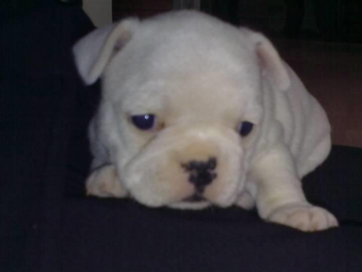 Fransk bulldog Troja billede 2