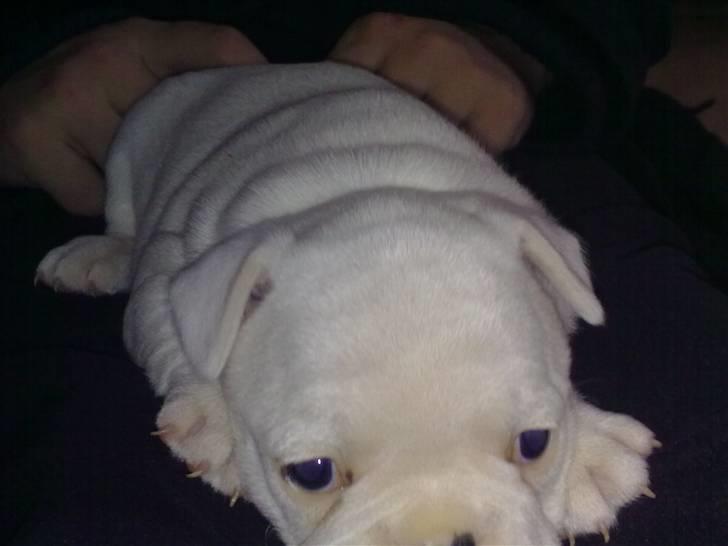 Fransk bulldog Troja billede 3