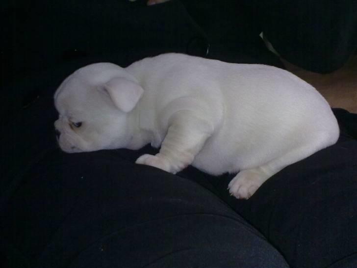 Fransk bulldog Troja billede 4