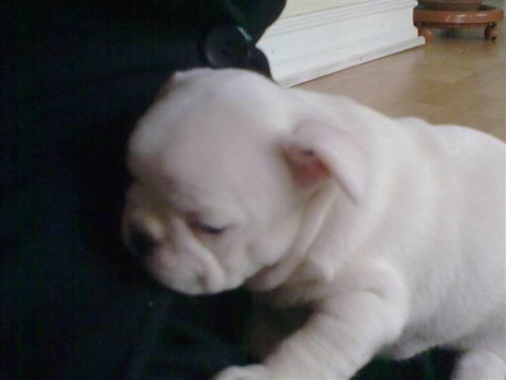 Fransk bulldog Troja billede 5