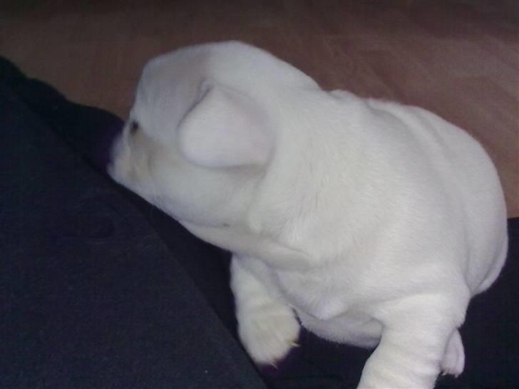 Fransk bulldog Troja billede 6