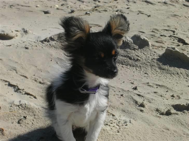 Papillon mille billede 4