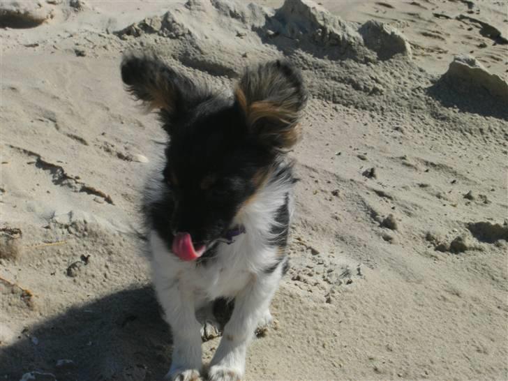 Papillon mille billede 5
