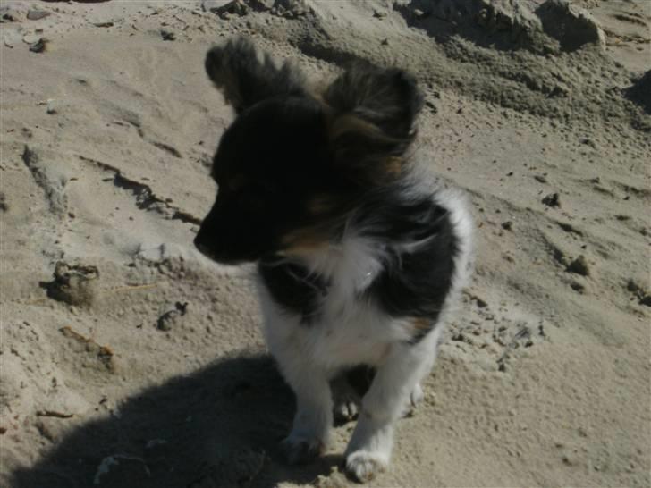 Papillon mille billede 6