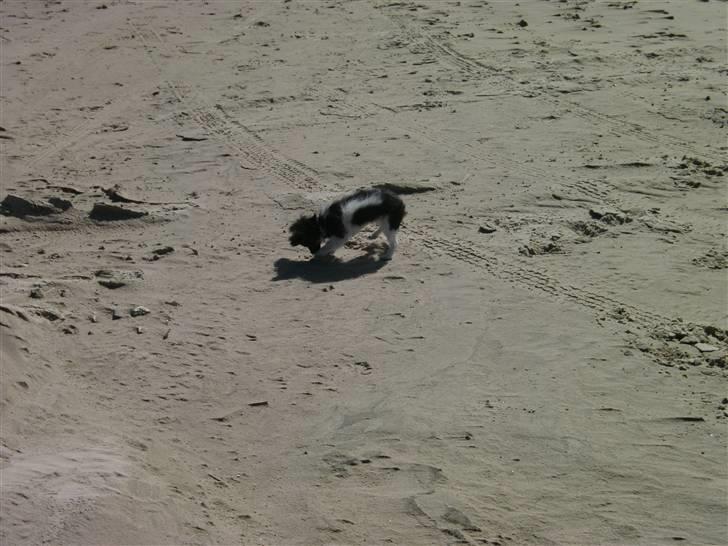 Papillon mille billede 7