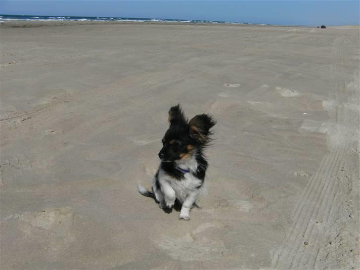 Papillon mille billede 9