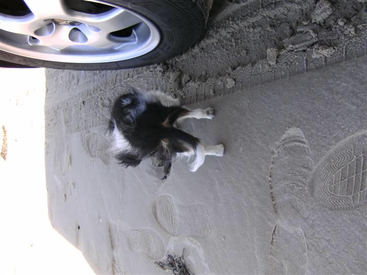 Papillon mille billede 11