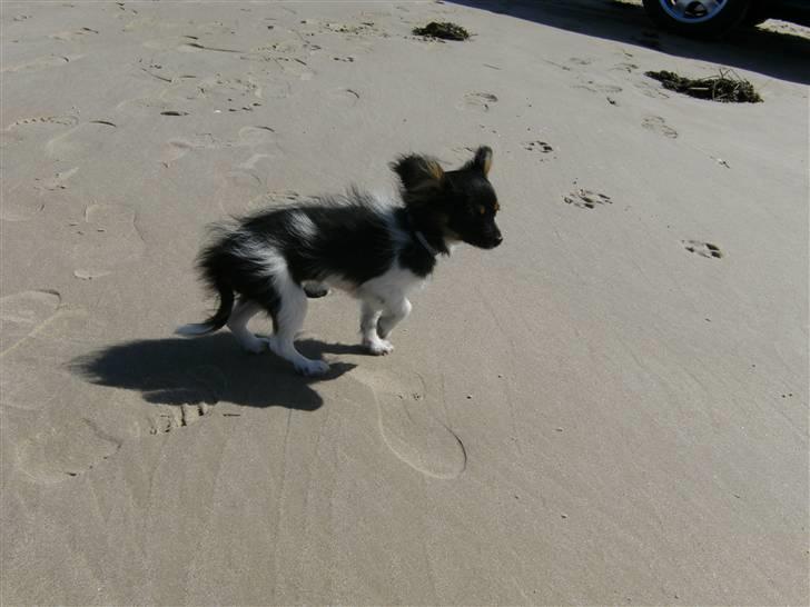 Papillon mille billede 12