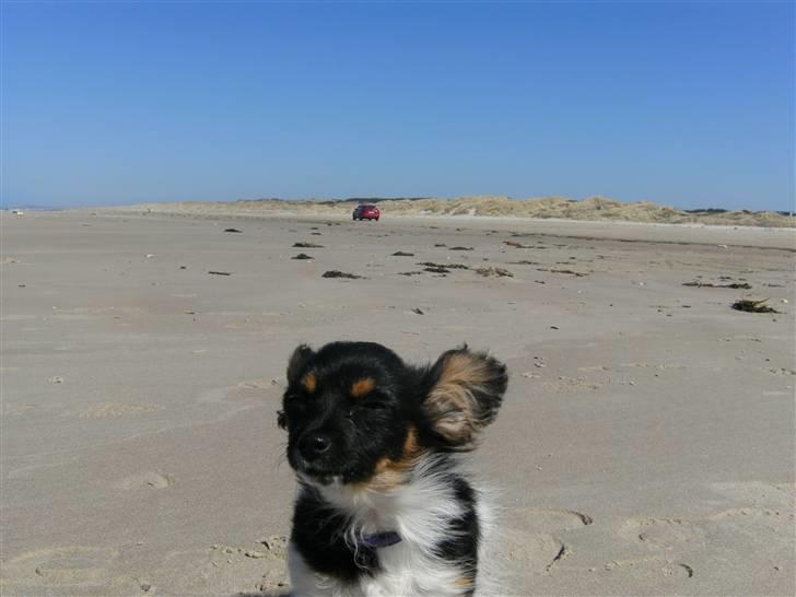 Papillon mille billede 13