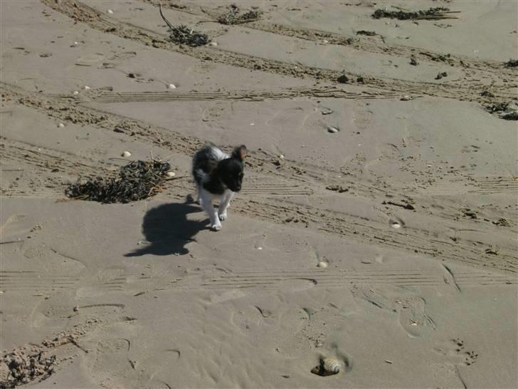 Papillon mille billede 14