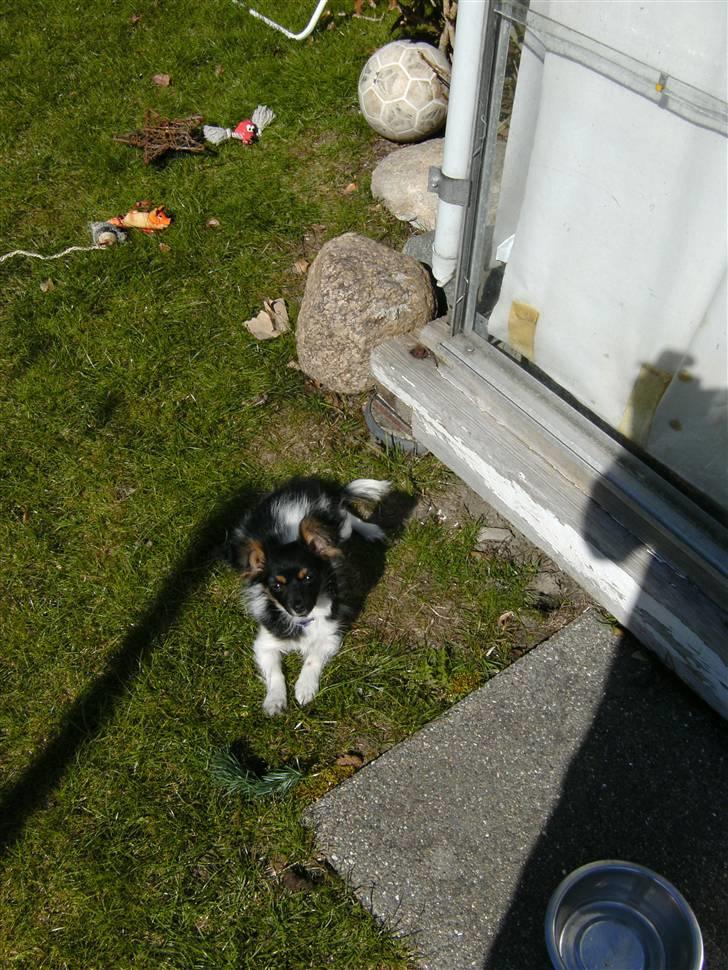 Papillon mille billede 15