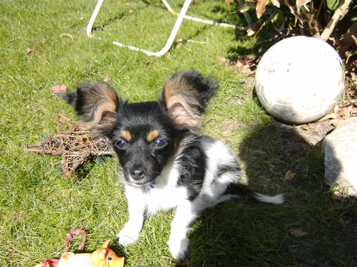 Papillon mille billede 16