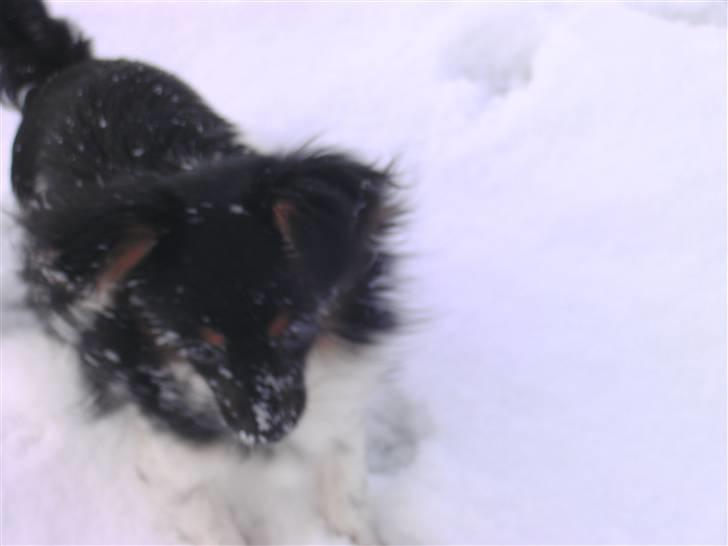 Papillon mille billede 17