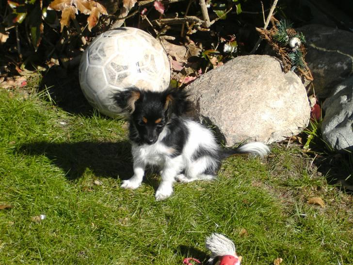 Papillon mille billede 18