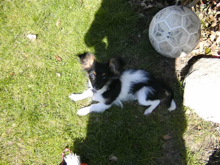 Papillon mille billede 19