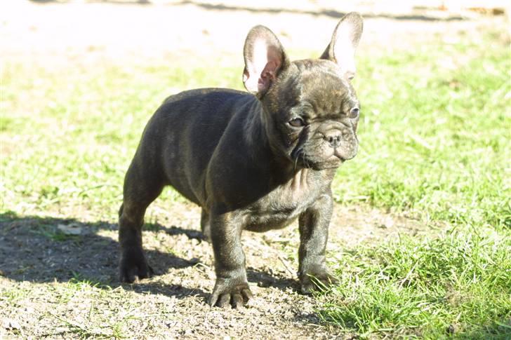 Fransk bulldog Anabell billede 7