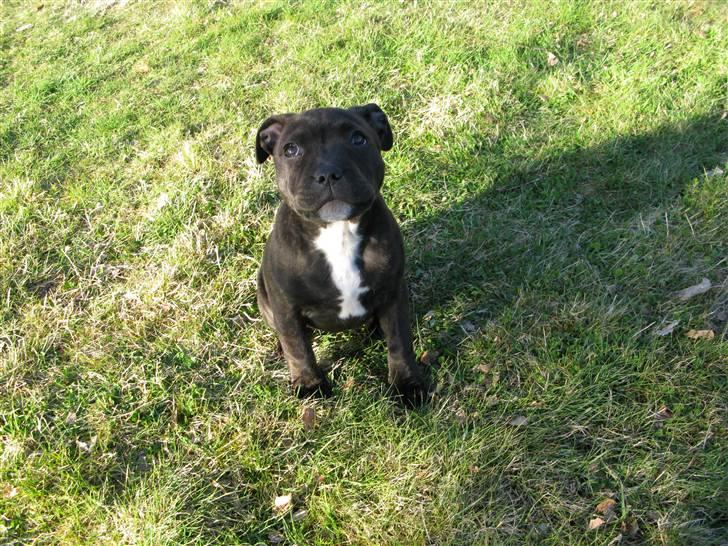 Staffordshire bull terrier Wenk Staffs Princess Coya - Lille pigen 11 uger....Som vokser og vokser... billede 10