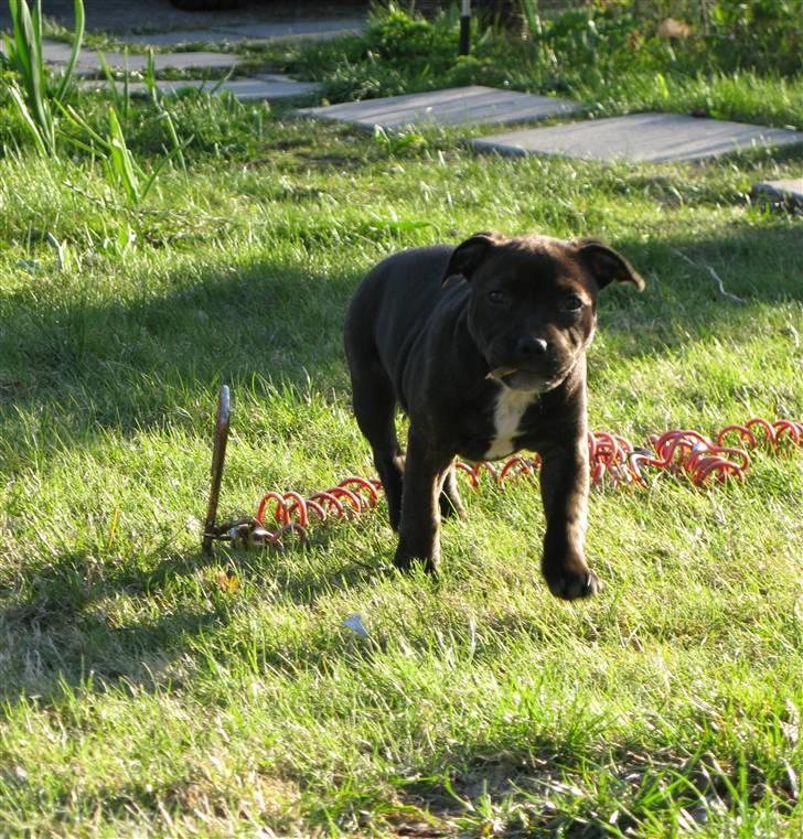 Staffordshire bull terrier Wenk Staffs Princess Coya - Kan man andet end elske denne faktastiske pige.. 11 uger.. billede 11