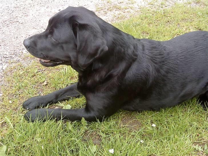 Labrador retriever gini billede 16