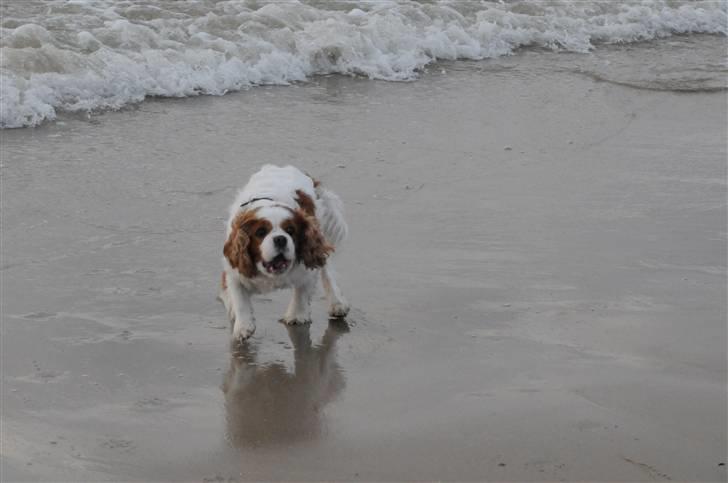 Cavalier king charles spaniel Diego R.I.P ;( - Digo elsker at lege ude ved stranden (; April 2010 billede 1
