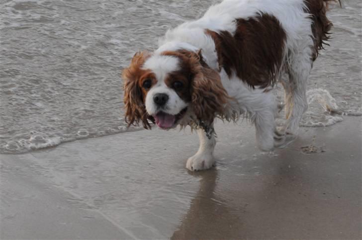 Cavalier king charles spaniel Diego R.I.P ;( - April 2010 billede 2