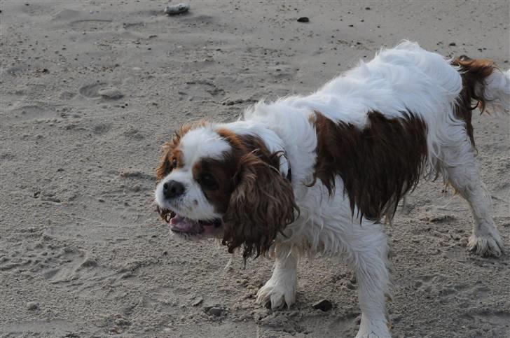 Cavalier king charles spaniel Diego R.I.P ;( - Hej alle sammen ! :D billede 3