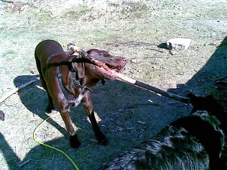 Blanding af racer King billede 19