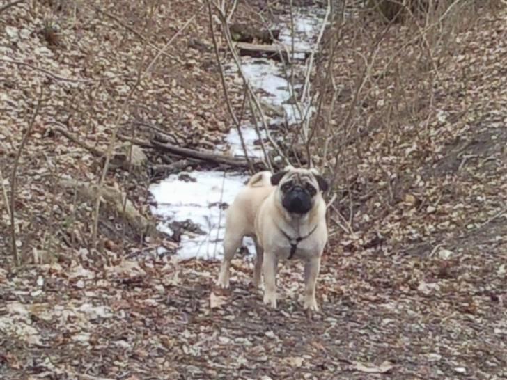 Mops Karlos billede 6