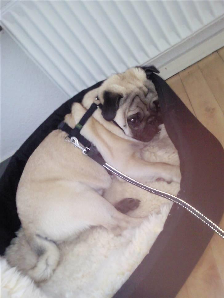 Mops Karlos - neej!! jeg gider ikke ud og luftes, klokken er kun 09 og jeg vil sove mere billede 7