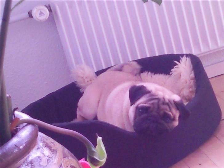 Mops Karlos - ooh neej ikk igen.. hvorfor skal man altid blive på sin plads nåår man ikk høre efter :/ billede 8