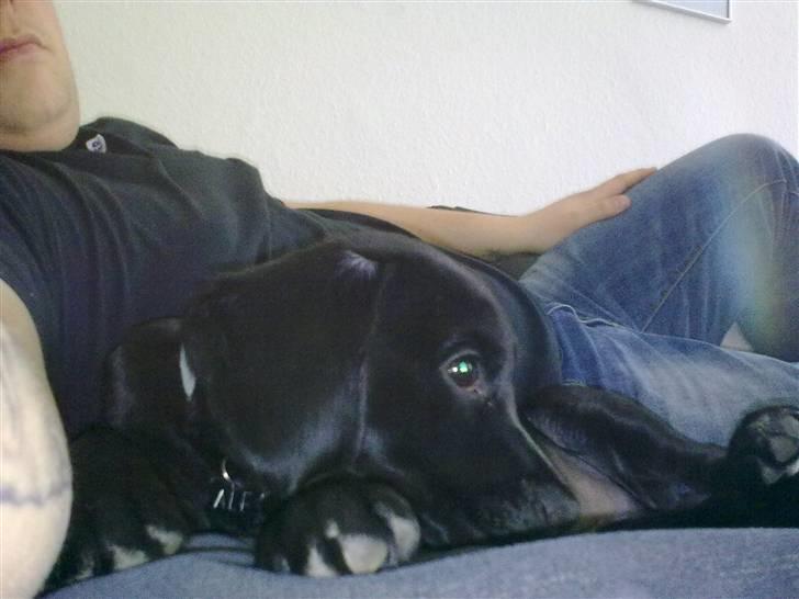 Blanding af racer Alf  - Putter hos "Onkel" Ronni billede 1