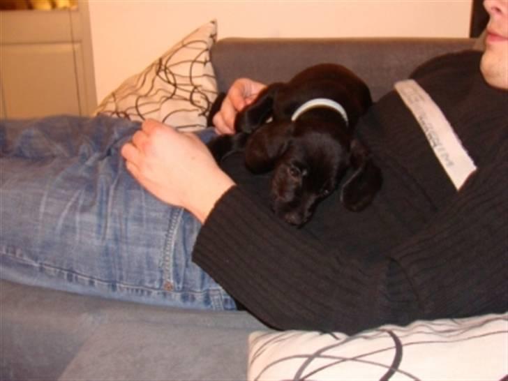 Blanding af racer Alf  - Lige kommet hjem og putter hos far billede 2