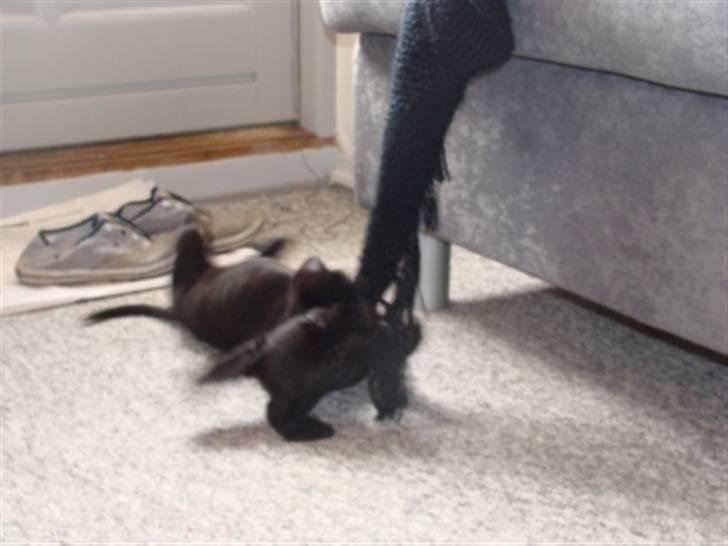 Blanding af racer Alf  - Læg mærke til at han svæver i luften på dette billede :) billede 3