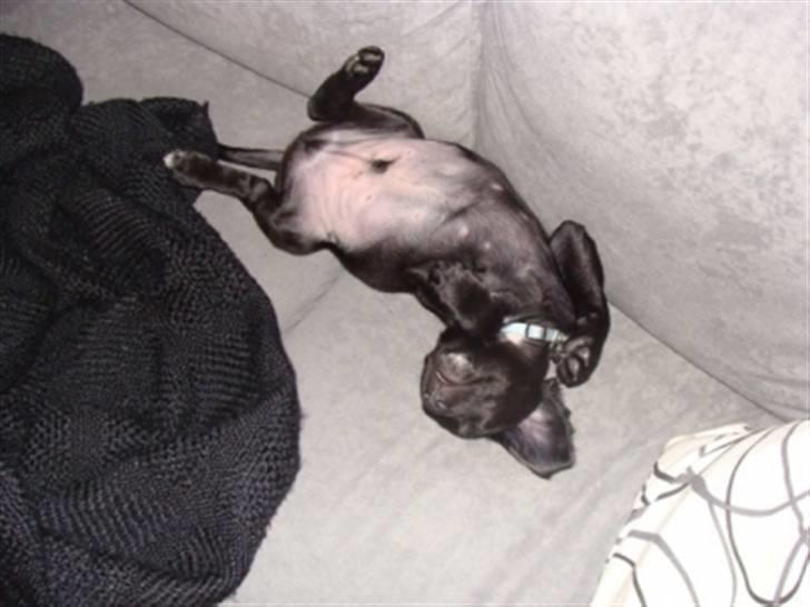 Blanding af racer Alf  - Flad ud knud... billede 4