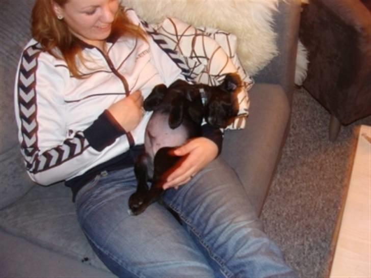 Blanding af racer Alf  - Lige kommet hjem og putter hos mor billede 5