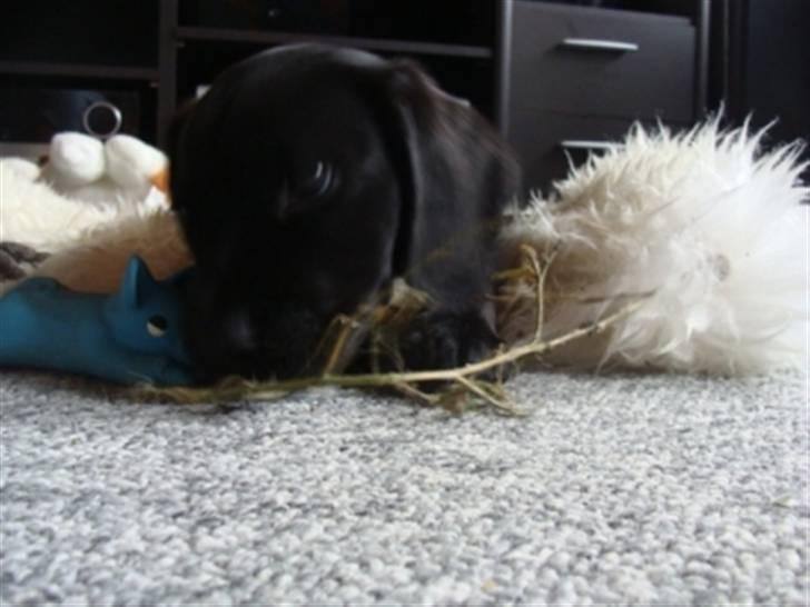 Blanding af racer Alf  - der er nu ikke noget som en gren at bide i, selvom man har alt det legetøj man ku tænke sig... billede 6