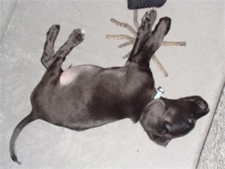 Blanding af racer Alf  - Gået død på sofaen efter at have leget med sit yndlings legetøj edderkoppen, som man lige kan skimte under hans forben...JA DEN ER STOR!!! billede 7