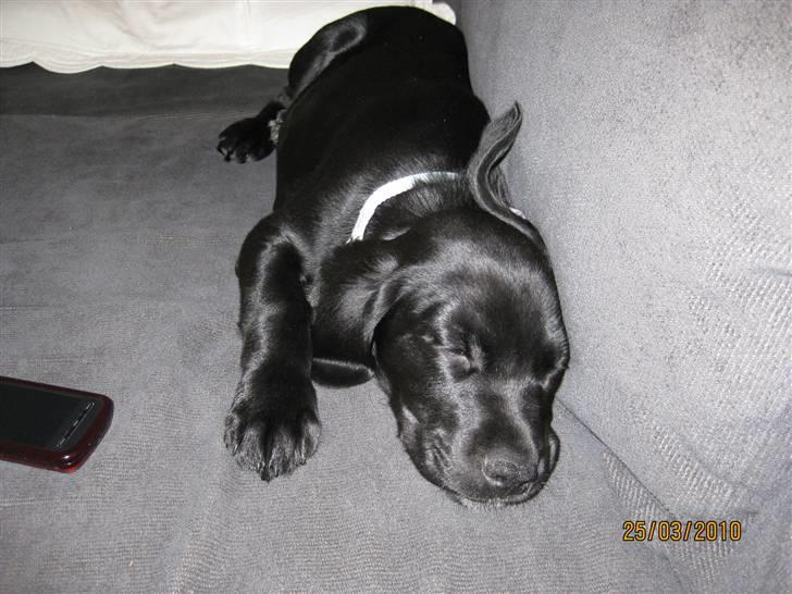 Blanding af racer Alf  - Alf præcis 3 mdr. gammel på sofaen hos "onkel" Ronni billede 8