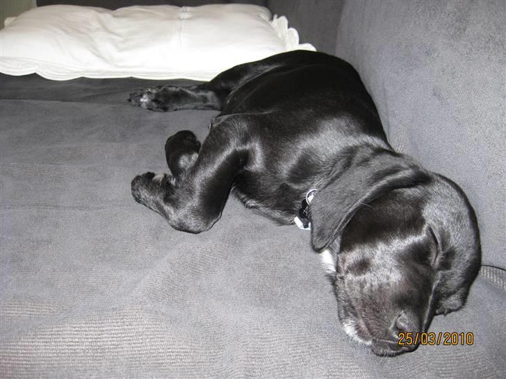 Blanding af racer Alf  - Alf præcis 3 mdr. gammel på sofaen hos "onkel" Ronni billede 9