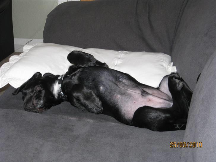 Blanding af racer Alf  - AHHH.... flader ud i sofaen hos "onkel" Ronni billede 10